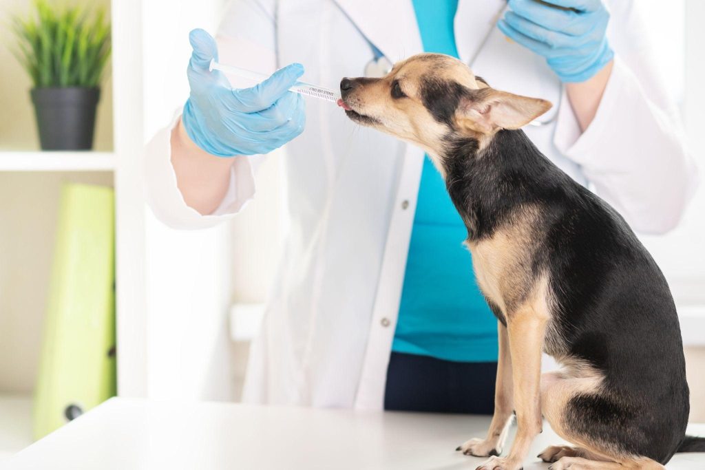 A dog taking medicine from a syringe in a veterinary surgery